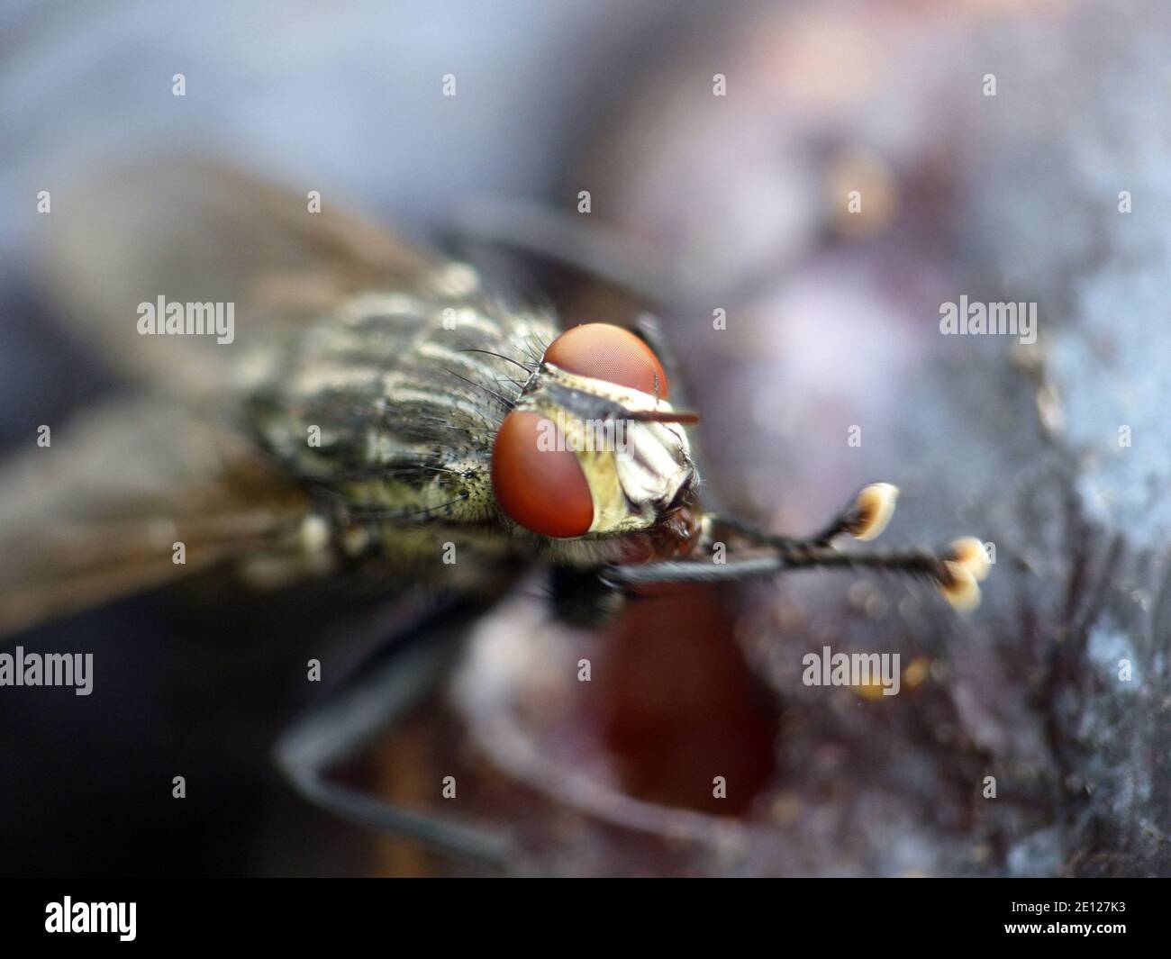 Grey Meat Fly, Sarcophaga Carnaria, Makro Stockfoto