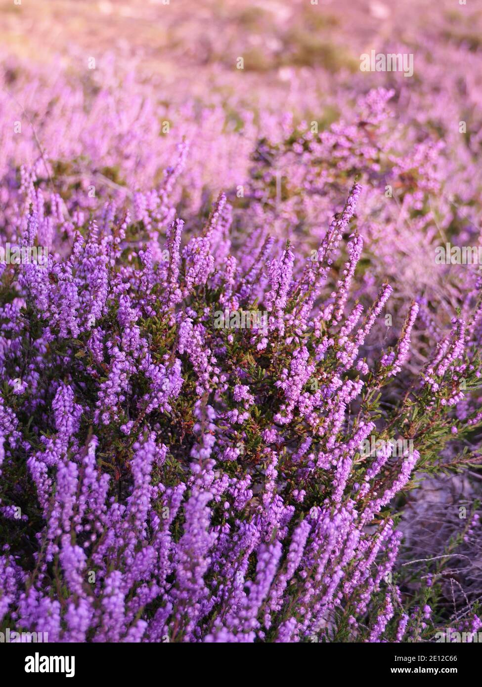 Heide, Siefersheim Heide In Rheinhesse, Rheinland-Pfalz, Deutschland Stockfoto
