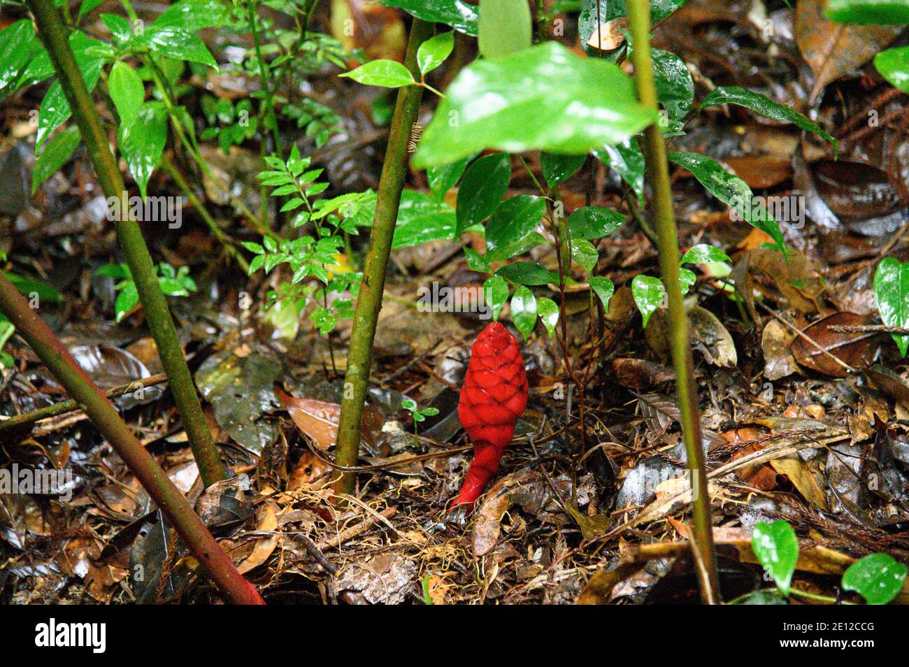 Rote wilde Ingwerpflanze Stockfoto