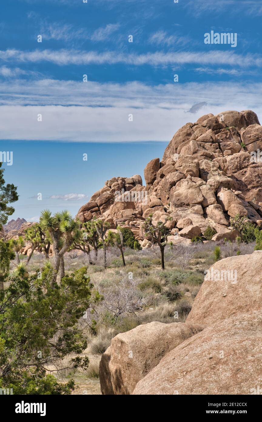 Joshua Tree National Park mit riesigen Felsformationen und Palmen Baum Yuccas Stockfoto