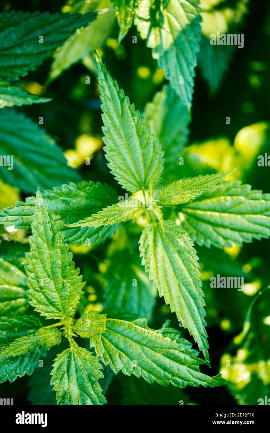 Brennnesselblätter Auch Kulinarische Kräuter Und Heilkräuter Stockfoto