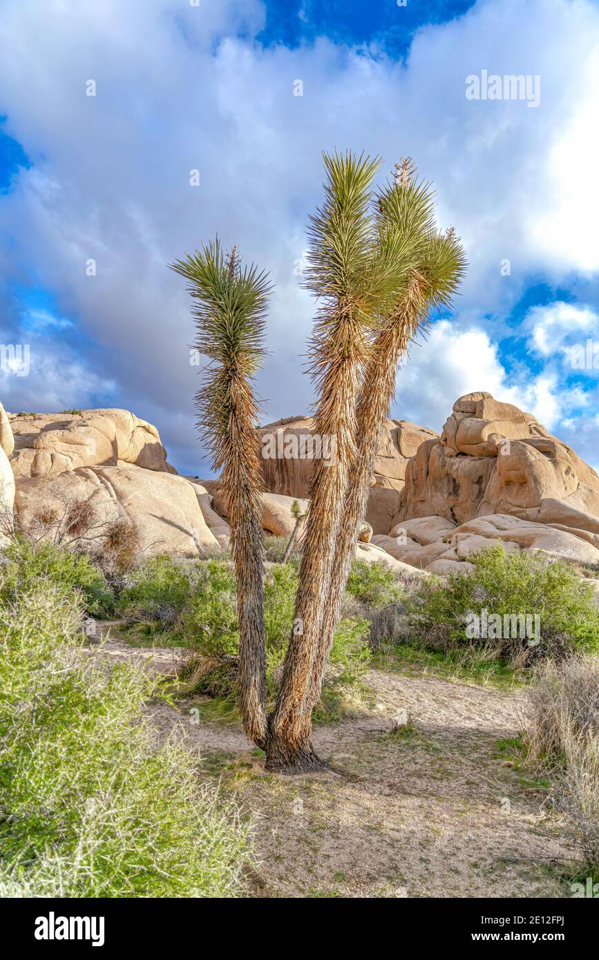 Joshua Tree auf trockener Landschaft in Kalifornien gegen Felsen und wolkiger blauer Himmel Stockfoto