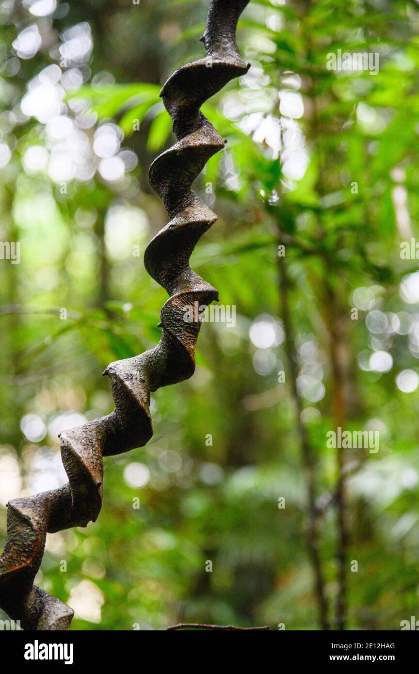 Verdrehte Rebe von der Wurzel eines Baumes im Regenwald Stockfoto