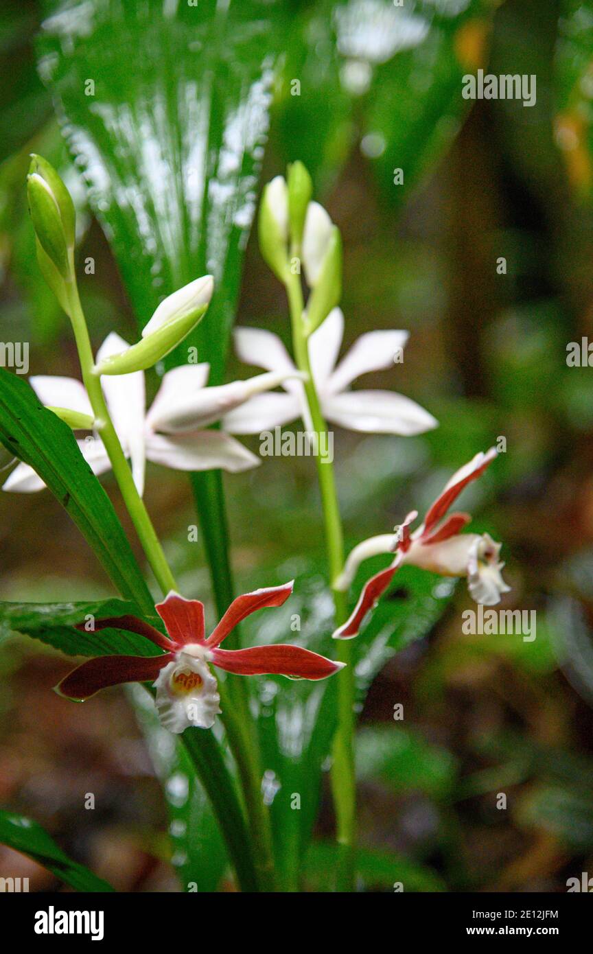 Nonnen-Haube Orchidee Stockfoto
