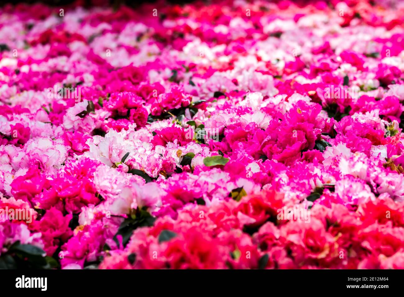 Verschwommenes Licht der schönen rosa Rhododendron Blume im Garten, selektiver Fokus mit weichem Fokus. Stockfoto
