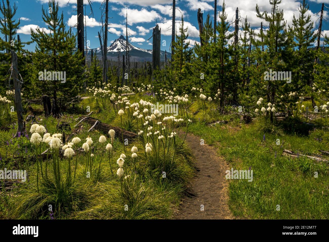 Bärengras (Xerophyllum tenax) wächst entlang des Pacific Crest Trail in Oregon's Willamette Nation; Mount Washington im Hintergrund. Stockfoto