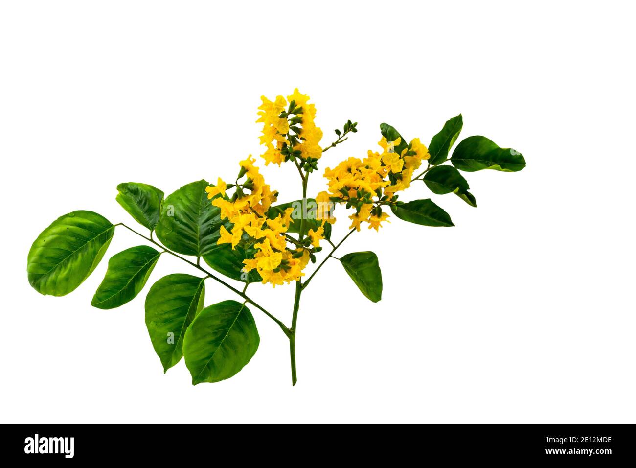 Geschlossene gelbe Blume von birmanischem Rosenholz oder Pterocarpus indicus Willd, Burma Padauk und grünes Blatt isoliert auf weißem Hintergrund. Gespeichert mit Beschneidung Stockfoto