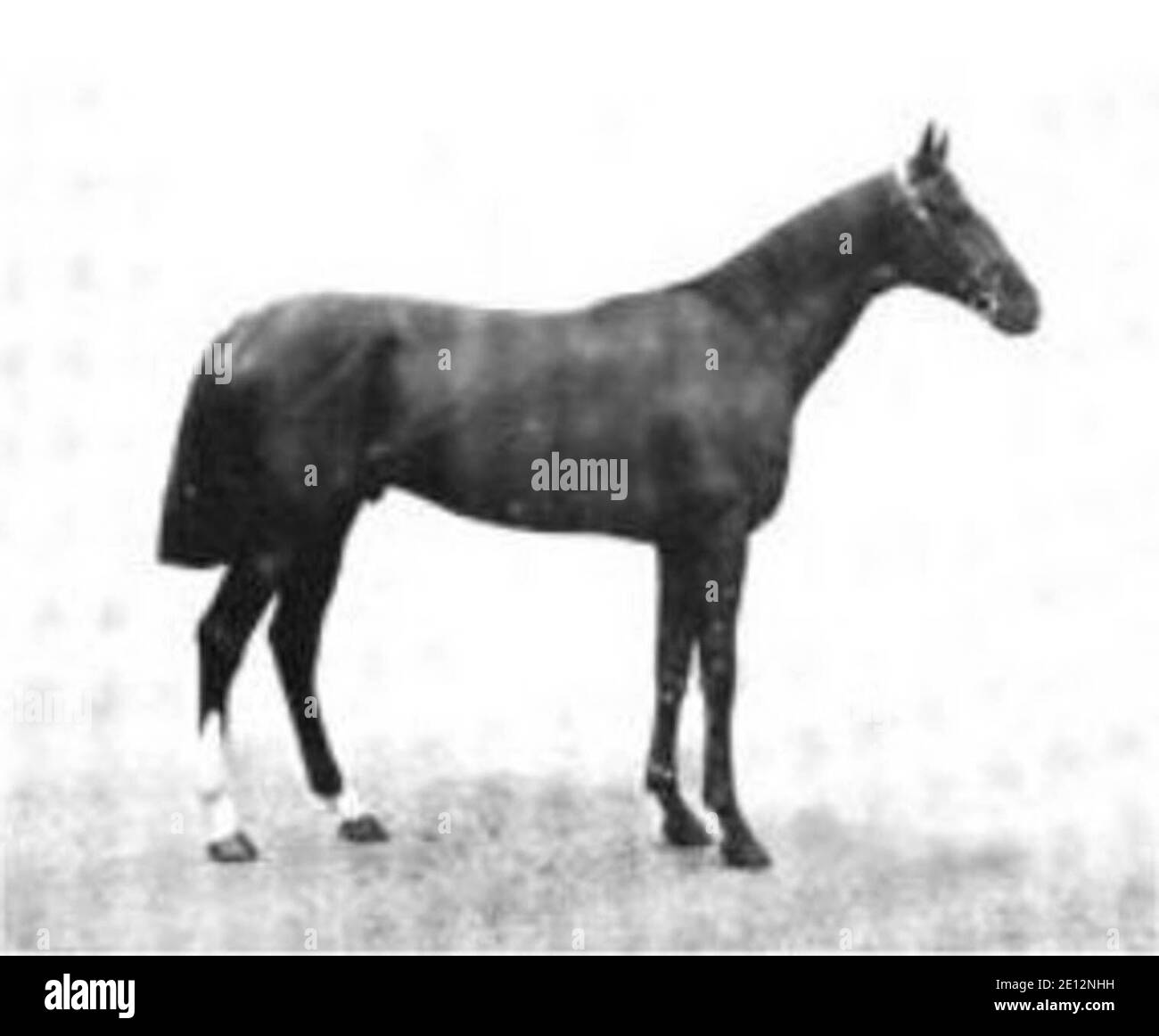 Britisches Vollblut-Rennpferd und 1890 Epsom Derby-Sieger, Sainfoin. Stockfoto