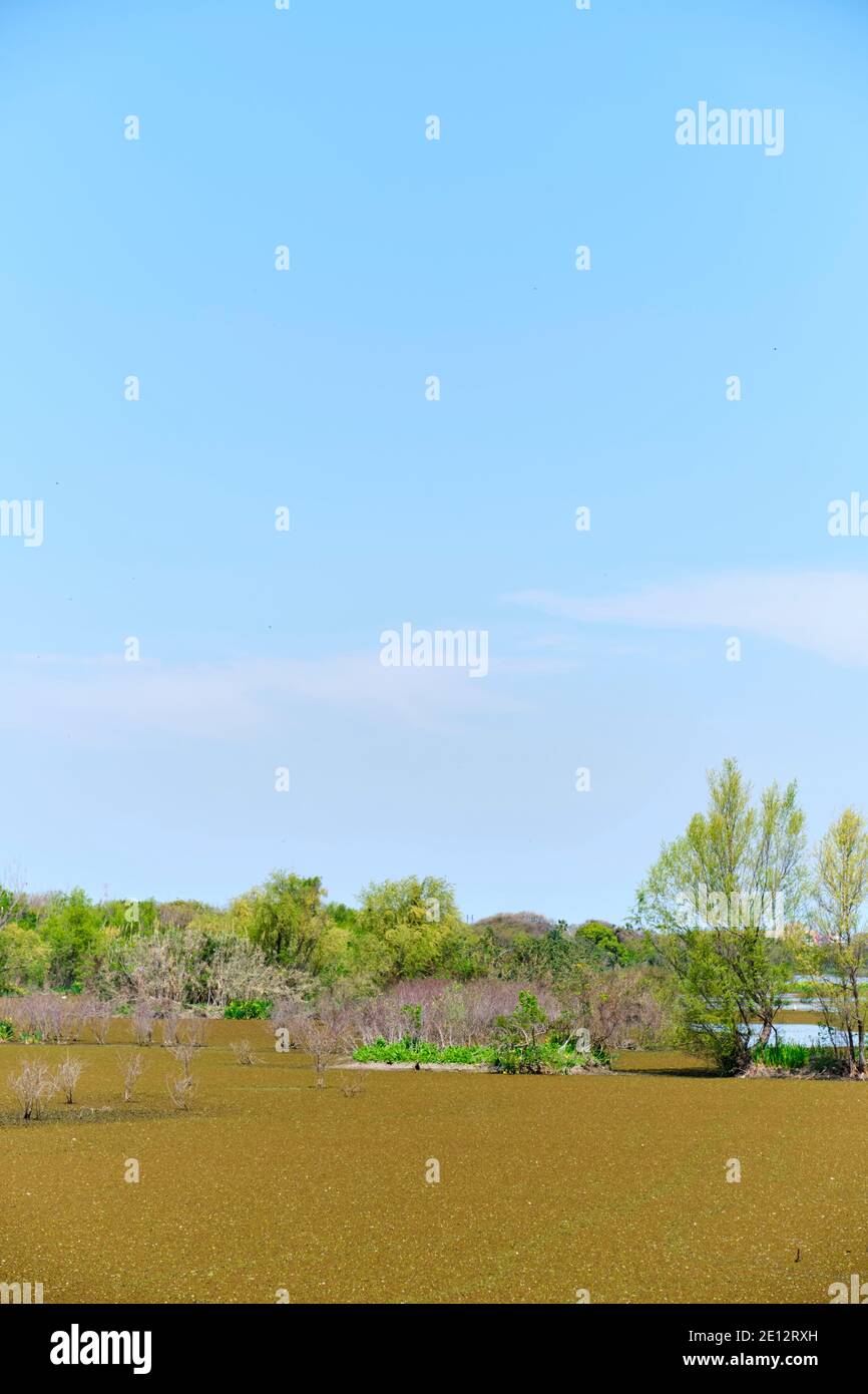 Lagune des ökologischen Reservats Costanera Sur, in Buenos Aires, Argentinien, an einem sonnigen Frühlingsmorgen. Stockfoto