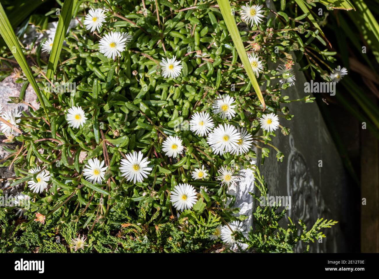 Jährliche Eisanlage 'Graaf Reinet', Frövisare (Delosperma congestum) Stockfoto