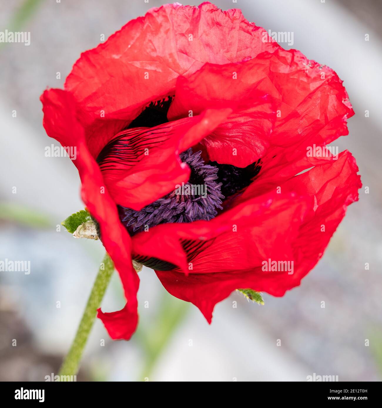 'Salmon Glow' Orientvallmo (Papaver orientale) Stockfoto