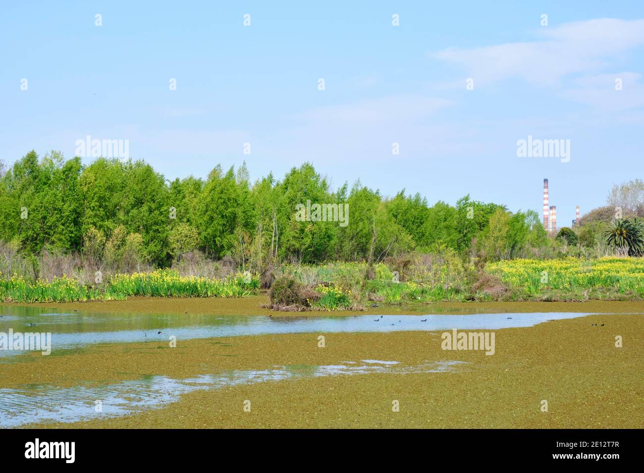 Wasserlandschaft: Lagune des ökologischen Reservats Costanera Sur, in Buenos Aires, Argentinien, an einem sonnigen Frühlingsmorgen. Stockfoto