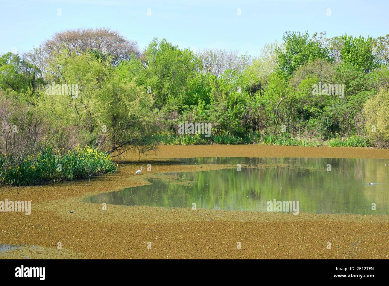 Lagune des ökologischen Reservats Costanera Sur, in Buenos Aires, Argentinien, an einem sonnigen Frühlingsmorgen. Stockfoto