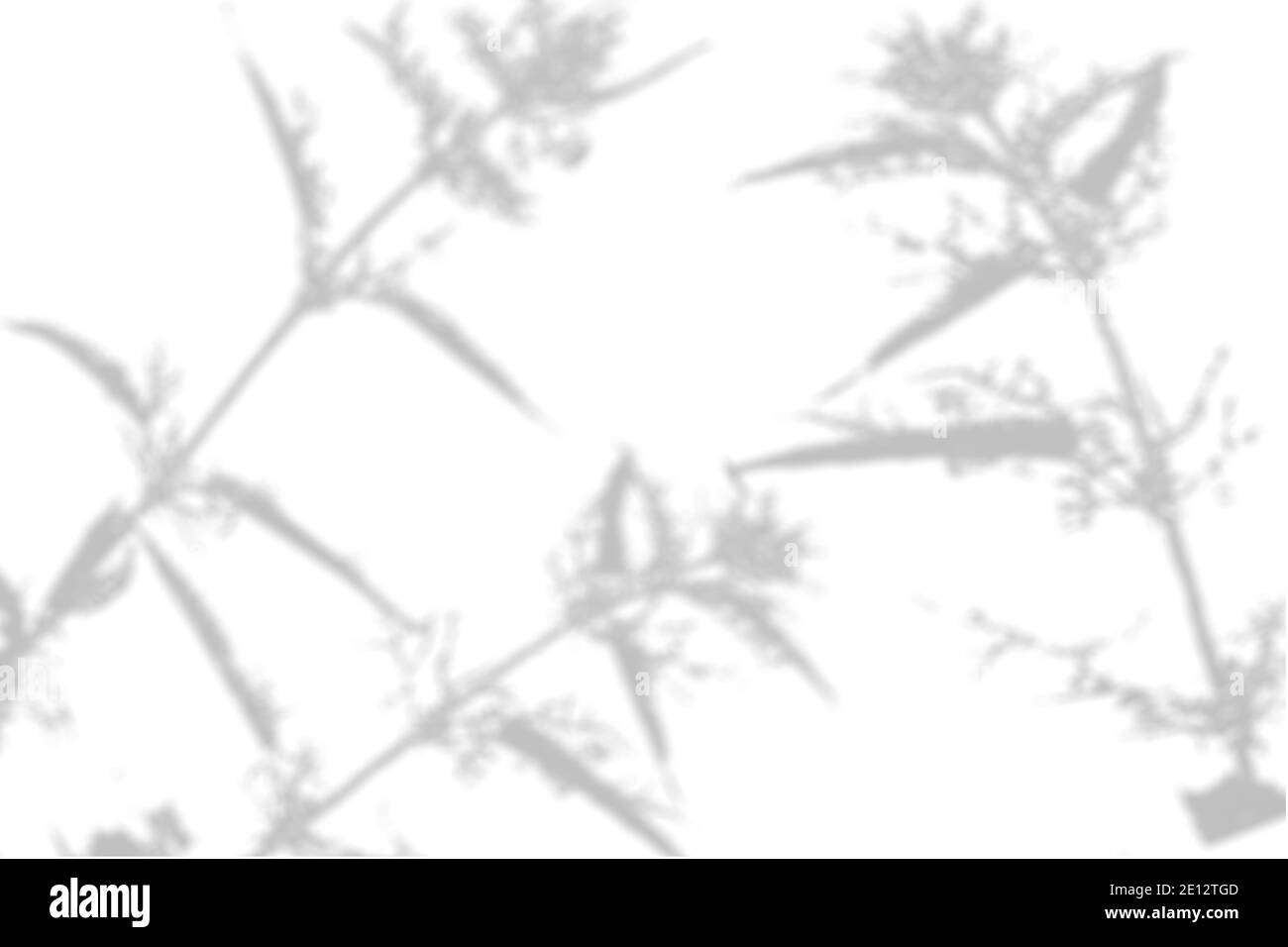 Der Schatten der Pflanze an der weißen Wand. Schwarz-weißer Sommerhintergrund für Foto-Overlay oder Mockup Stockfoto