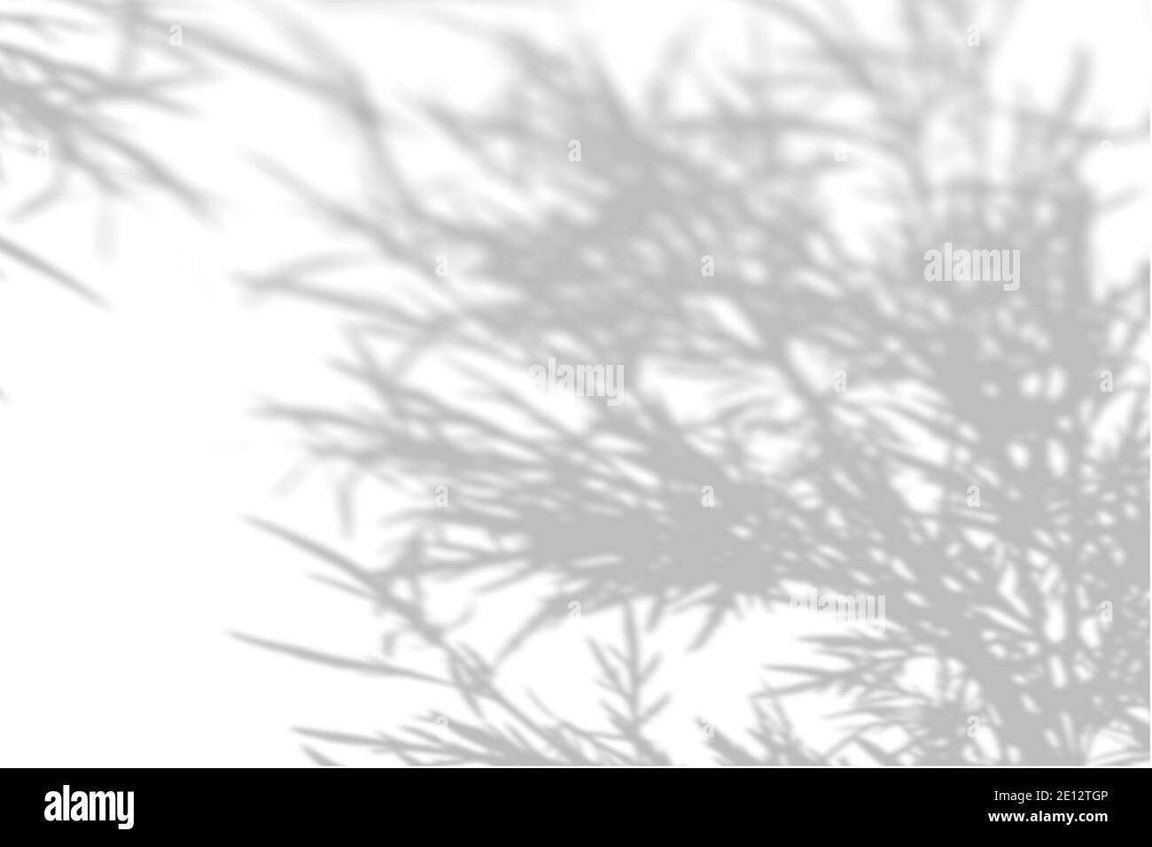 Der Schatten der Pflanze an der weißen Wand. Schwarz-weißer Sommerhintergrund für Foto-Overlay oder Mockup Stockfoto