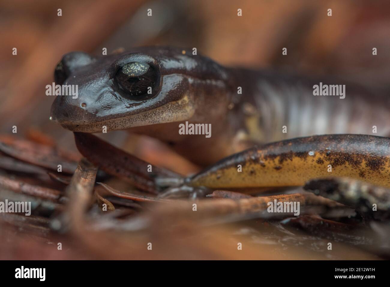 Eine oregon ensatina (Ensatina eschschscholtzii oregonensis), eine lungless Salamander Art aus Nordkalifornien. Stockfoto