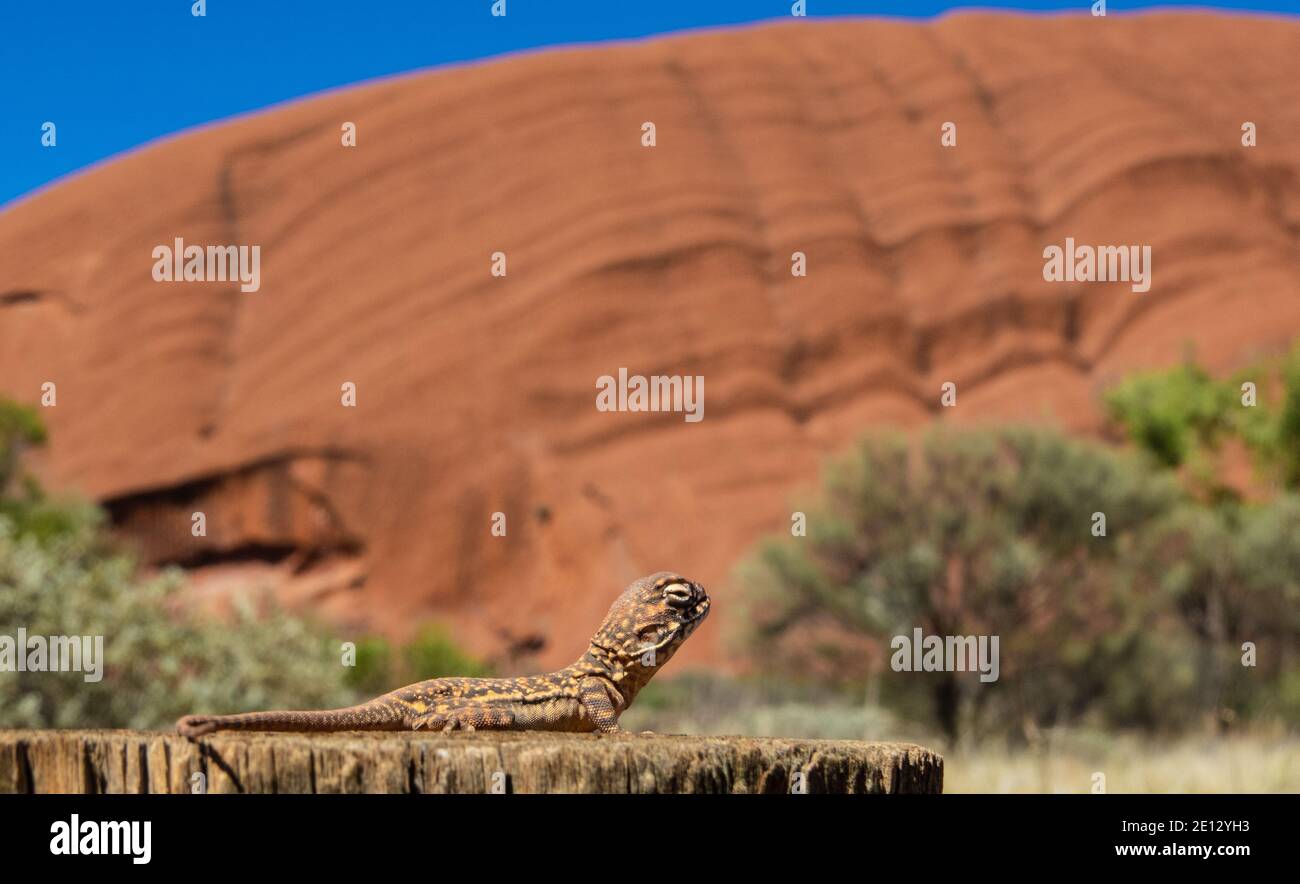 Uluru Zentralaustralien. Eine Eidechse am massiven Sandsteinmonolith Uluru im Uluru -Kata Tjuta National Park Northern Territory, Australien. Stockfoto