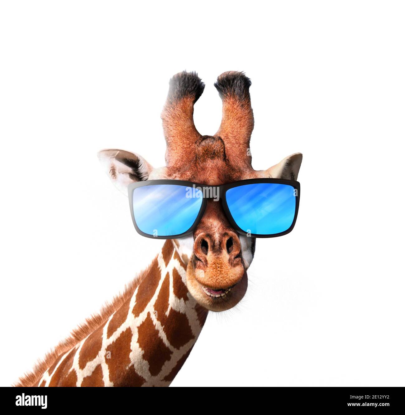 Lächelnde Giraffe trägt eine blaue Sonnenbrille isoliert auf weißem Hintergrund Stockfoto