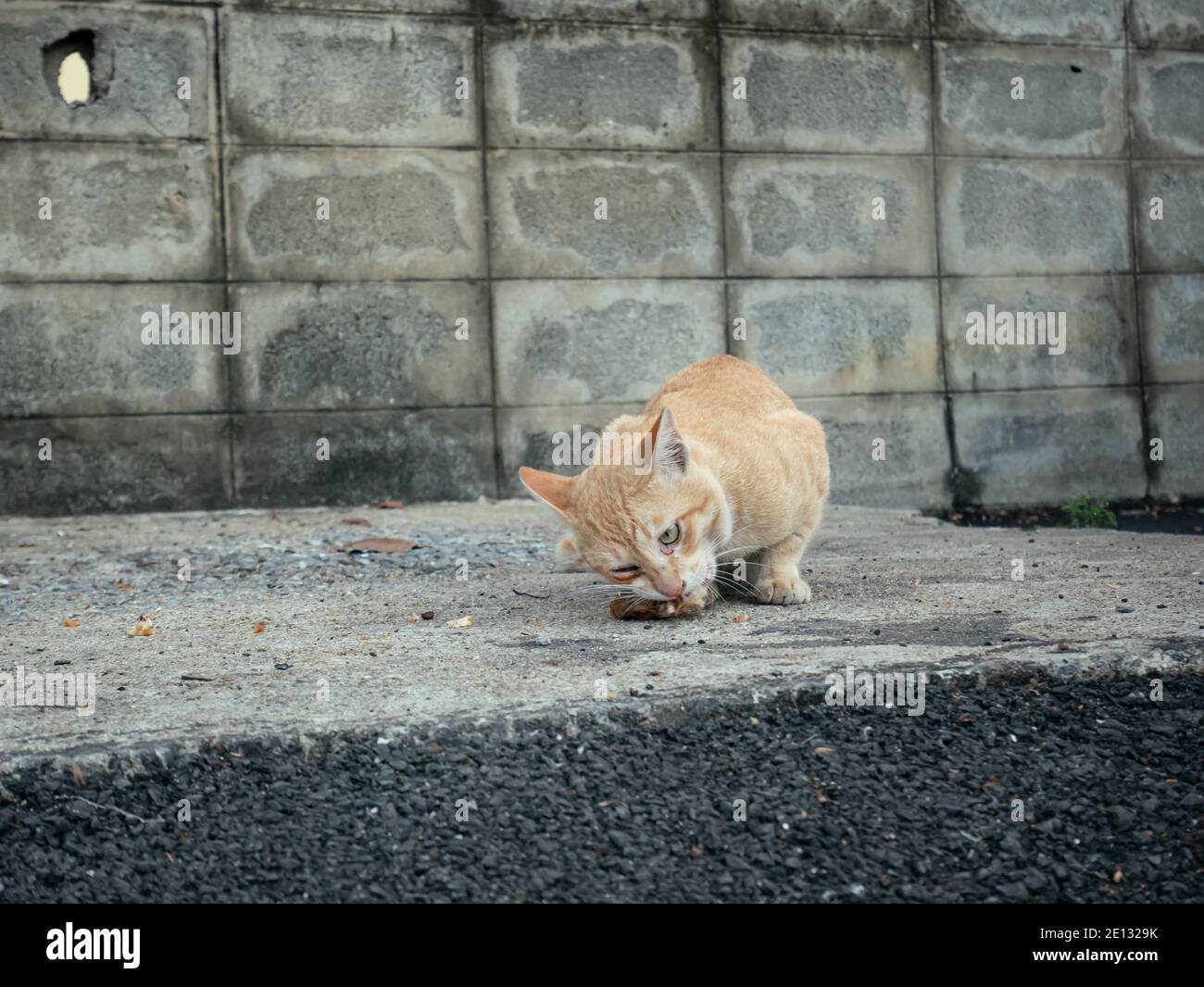 Katze essen Essensreste auf dem Boden Stockfoto