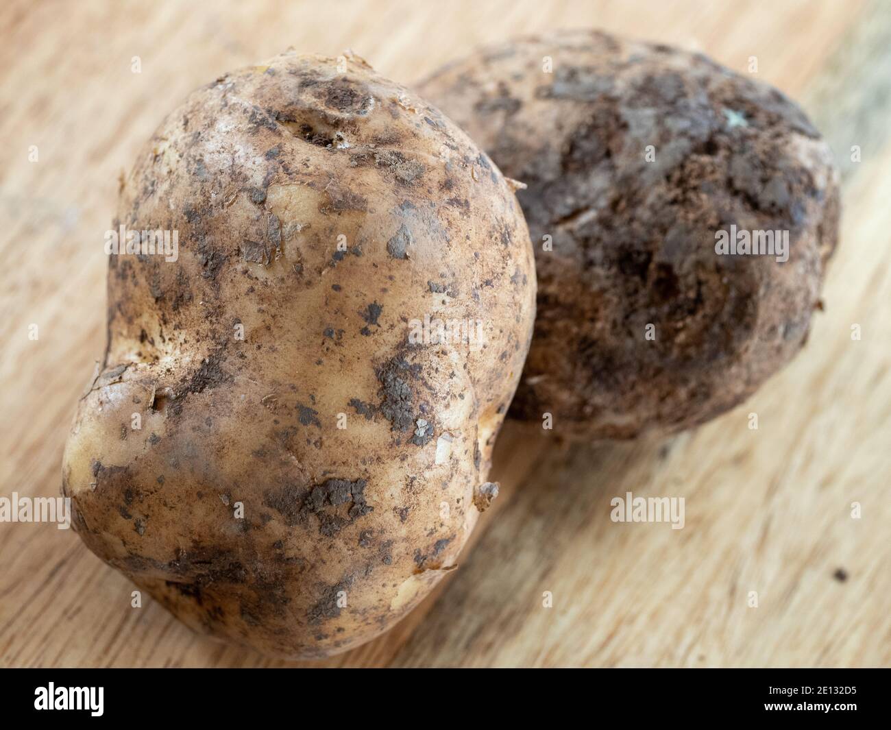 Dreckige, alte sebago-Kartoffeln auf einem Holztisch, kein guter Feind, der jetzt isst Stockfoto
