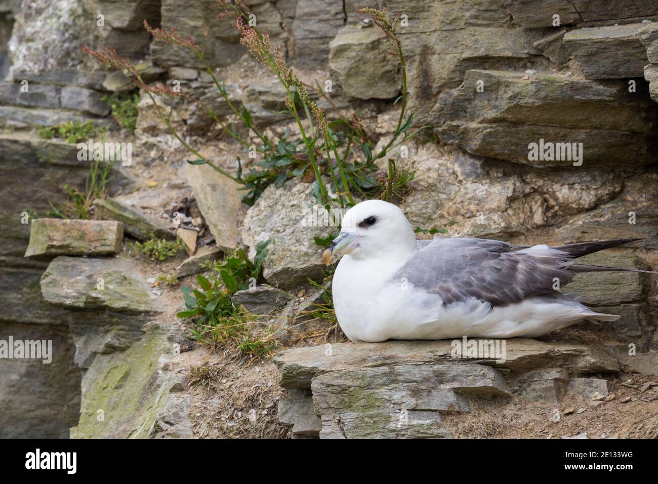 Ein nördlicher arktischer Fulmar (fulmarus glacialis), der auf einer felsigen Klippe sitzt Stockfoto