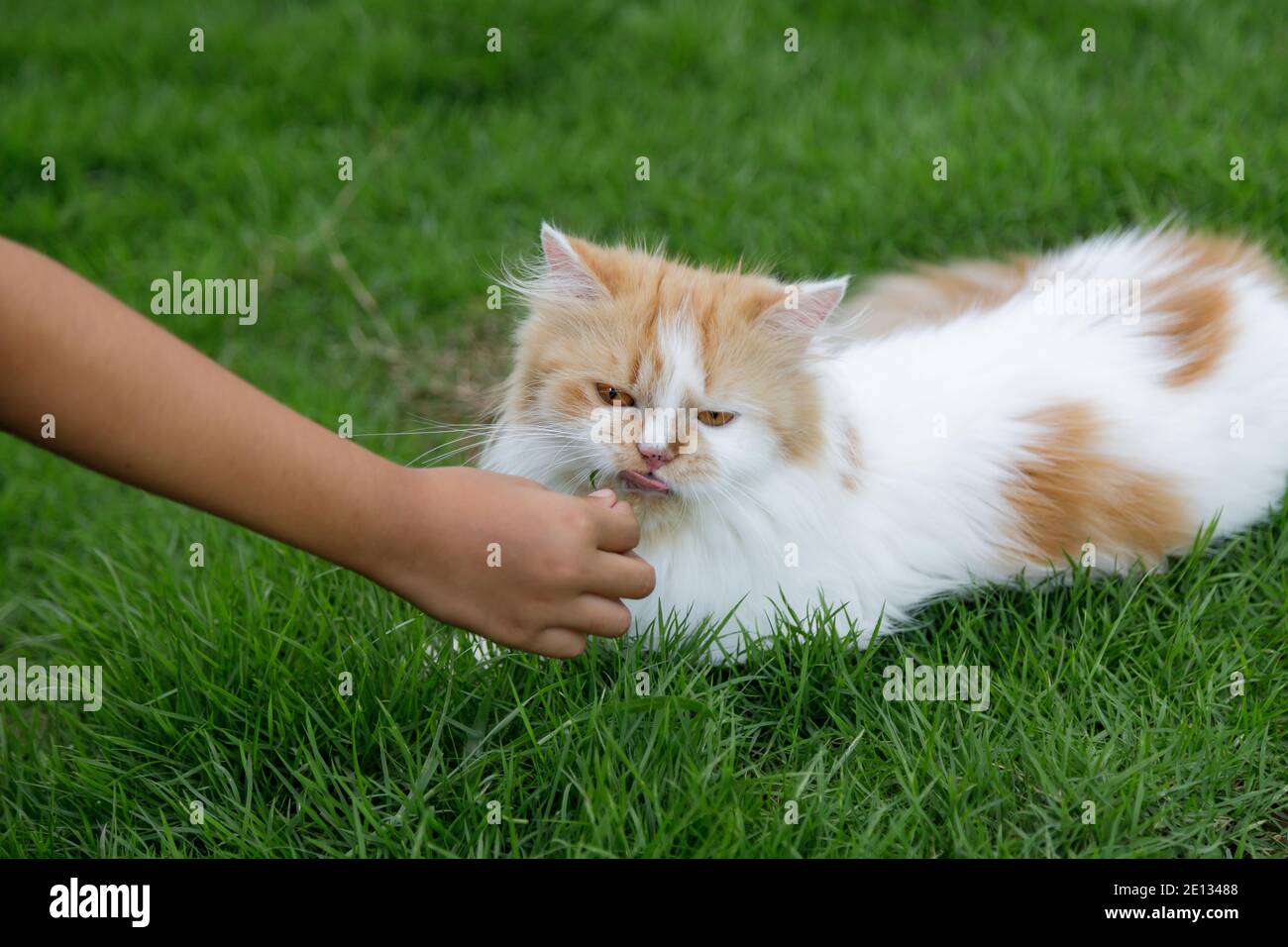Hand von Kindern Fütterung von grünem Gras an die persische Katze auf einem Grasfeld, für Haustier Kräuter natürliche medizinische und organische Konzept, selektive Fokus flach Stockfoto