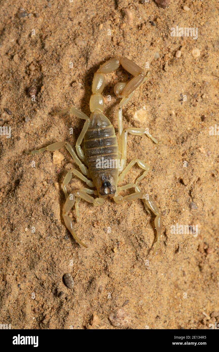 Scorpion, Buthacus sp., Desert Nationalpark, Rajasthan, Indien Stockfoto