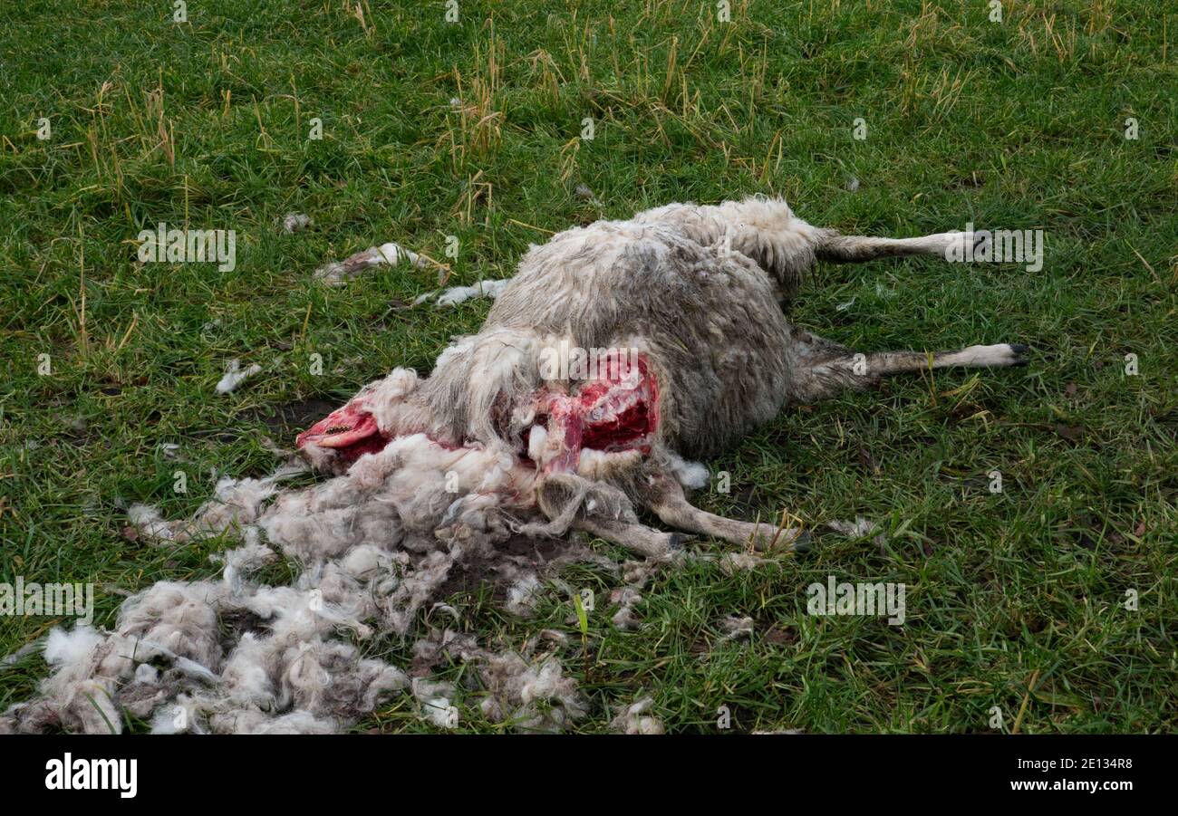 Die Kadaver eines Schafes auf der Wiese, die von den Raubtieren gefressen werden Stockfoto