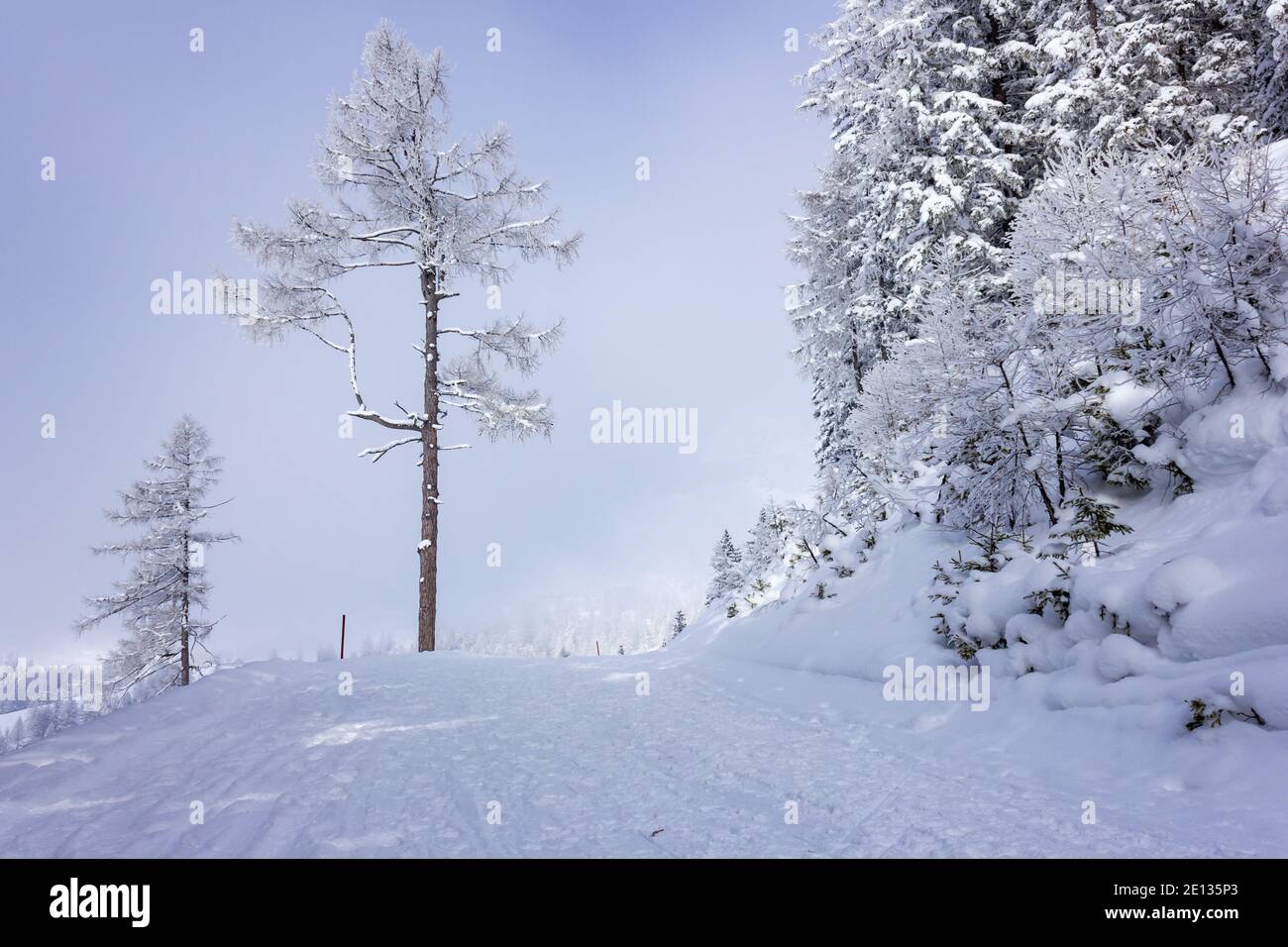 Ruhige Winterlandschaft mit Wanderweg und verschneiten Bäumen Ein Hang in den Alpen Stockfoto