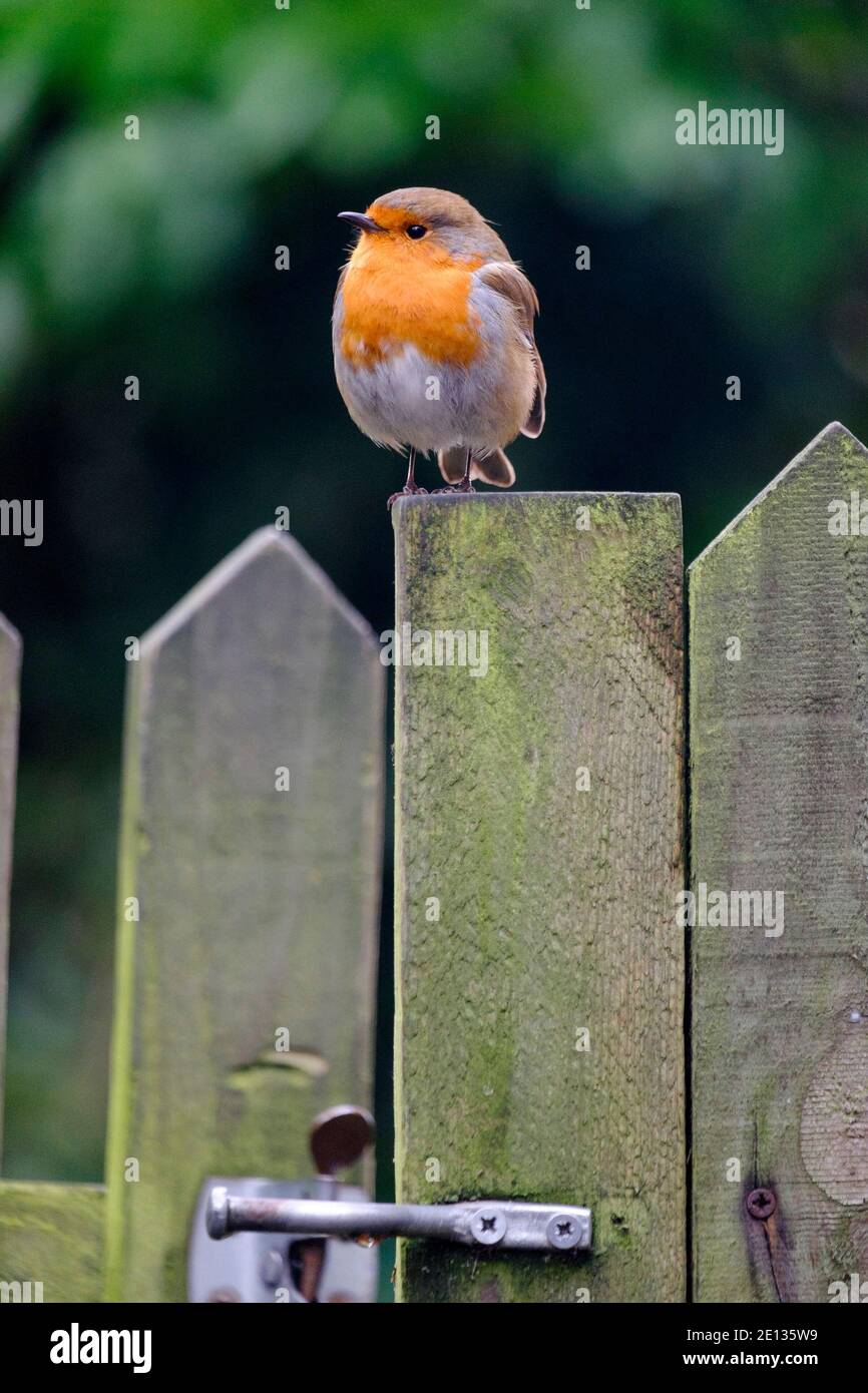 Ein europäischer Rotkehlchen (Erithacus rubecula), der auf einem Pfosten im Vorstadtgarten, London, Großbritannien, steht. Stockfoto