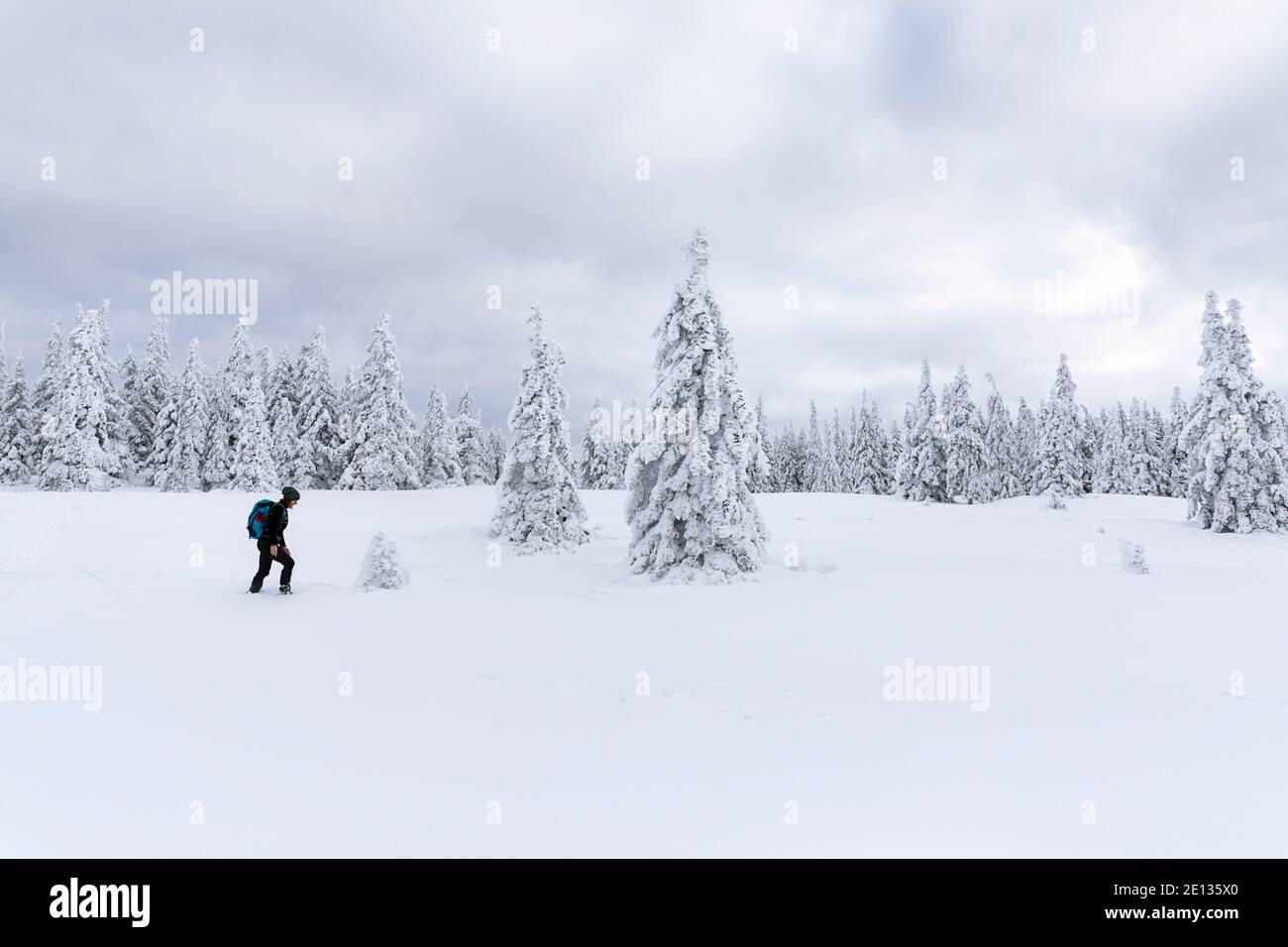 Frau Wandern in schneebedeckten Winterlandschaft, schöne verschneite Pinien Stockfoto