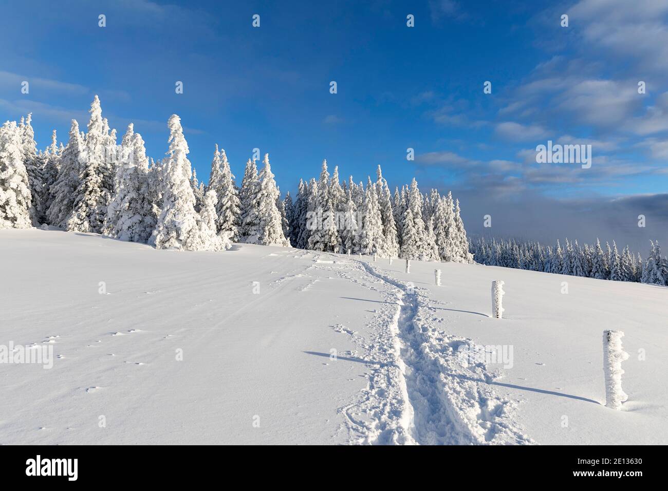 Pfad im Schnee, winterliche ländliche Landschaft, Pinien und Holzzaun im Schnee bedeckt Stockfoto