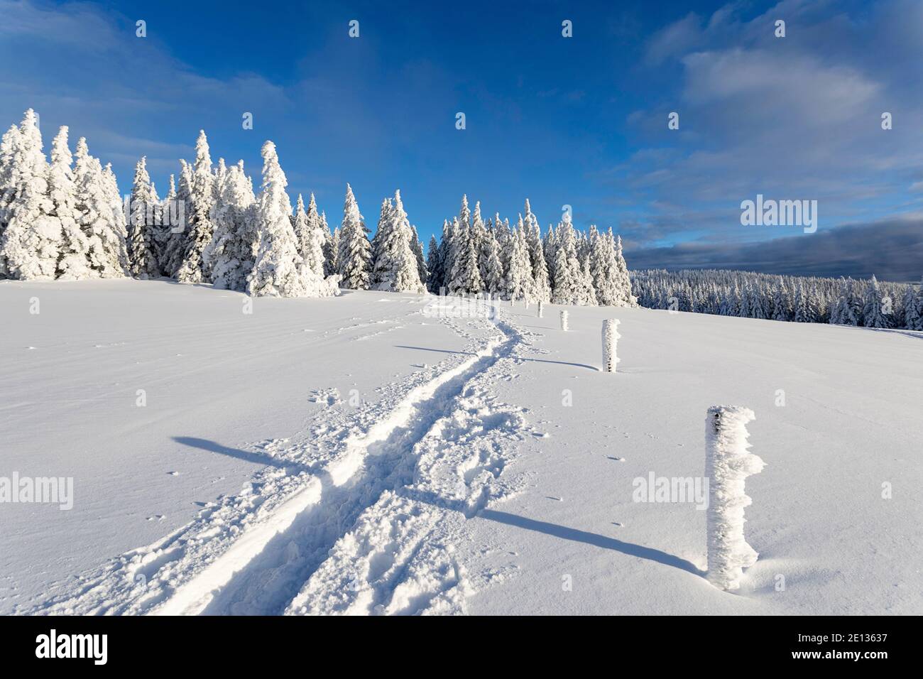 Pfad im Schnee, winterliche ländliche Landschaft, Pinien und Holzzaun im Schnee bedeckt Stockfoto