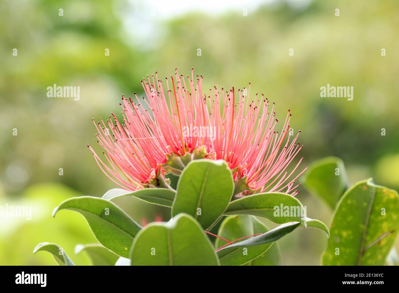 Blüte des persischen Seidenbaums - albizia julibrissin - Details Stockfoto