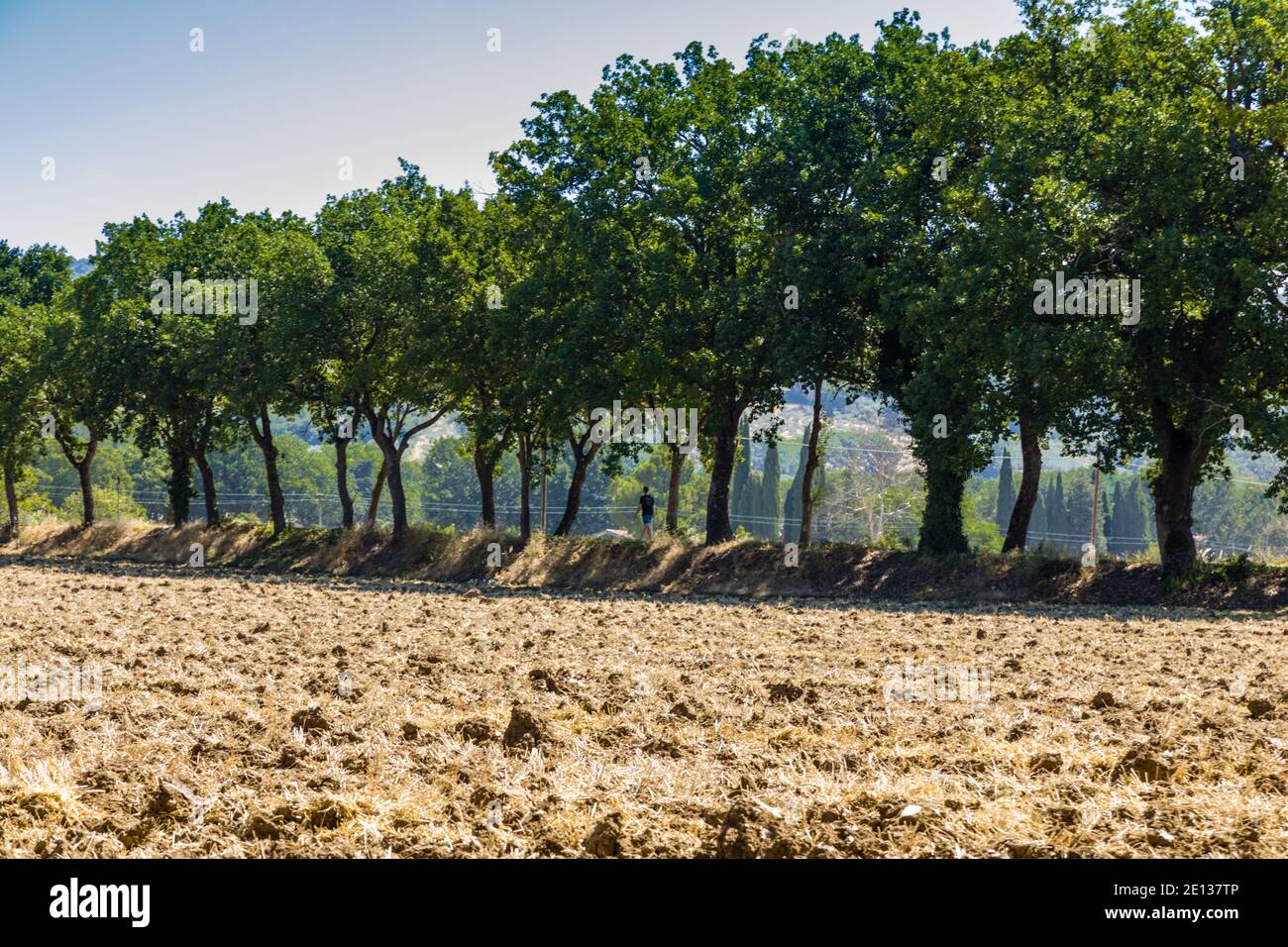 Ein Mann, der zwischen einer Allee in der Nähe von Spello, Umbrien, Italien, läuft Stockfoto