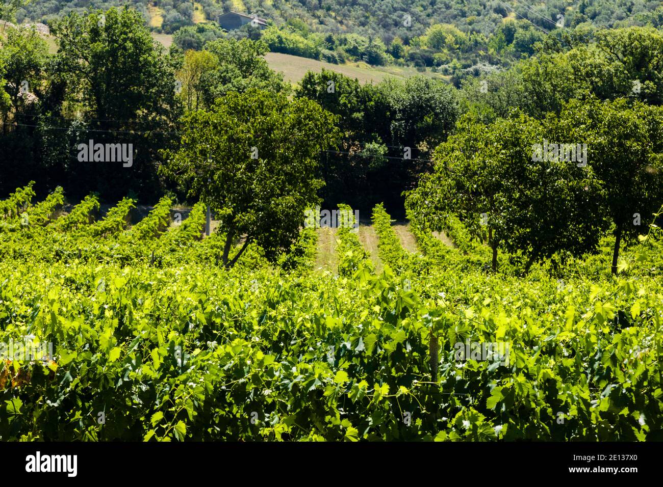 Weinberge in der Nähe von Spello, Umbrien, Italien Stockfoto