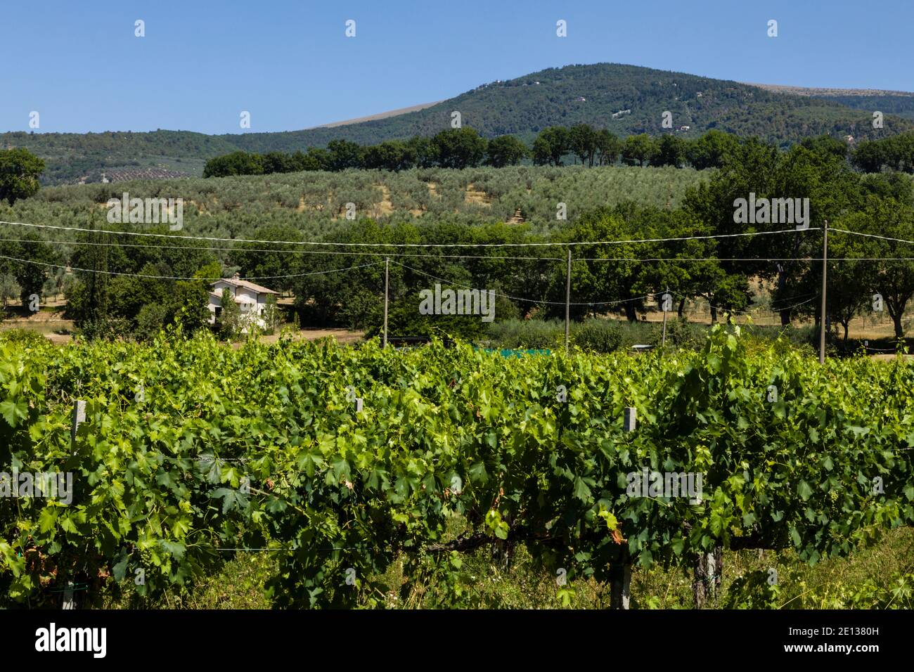 Weinberge in der Nähe von Spello, Umbrien, Italien Stockfoto