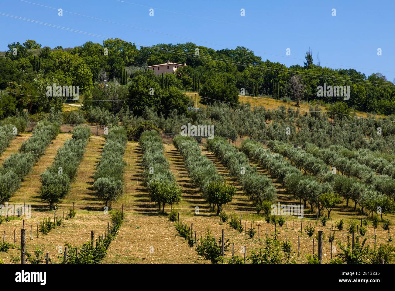 Olivenhaine in der Nähe von Spello, Umbrien, Italien Stockfoto