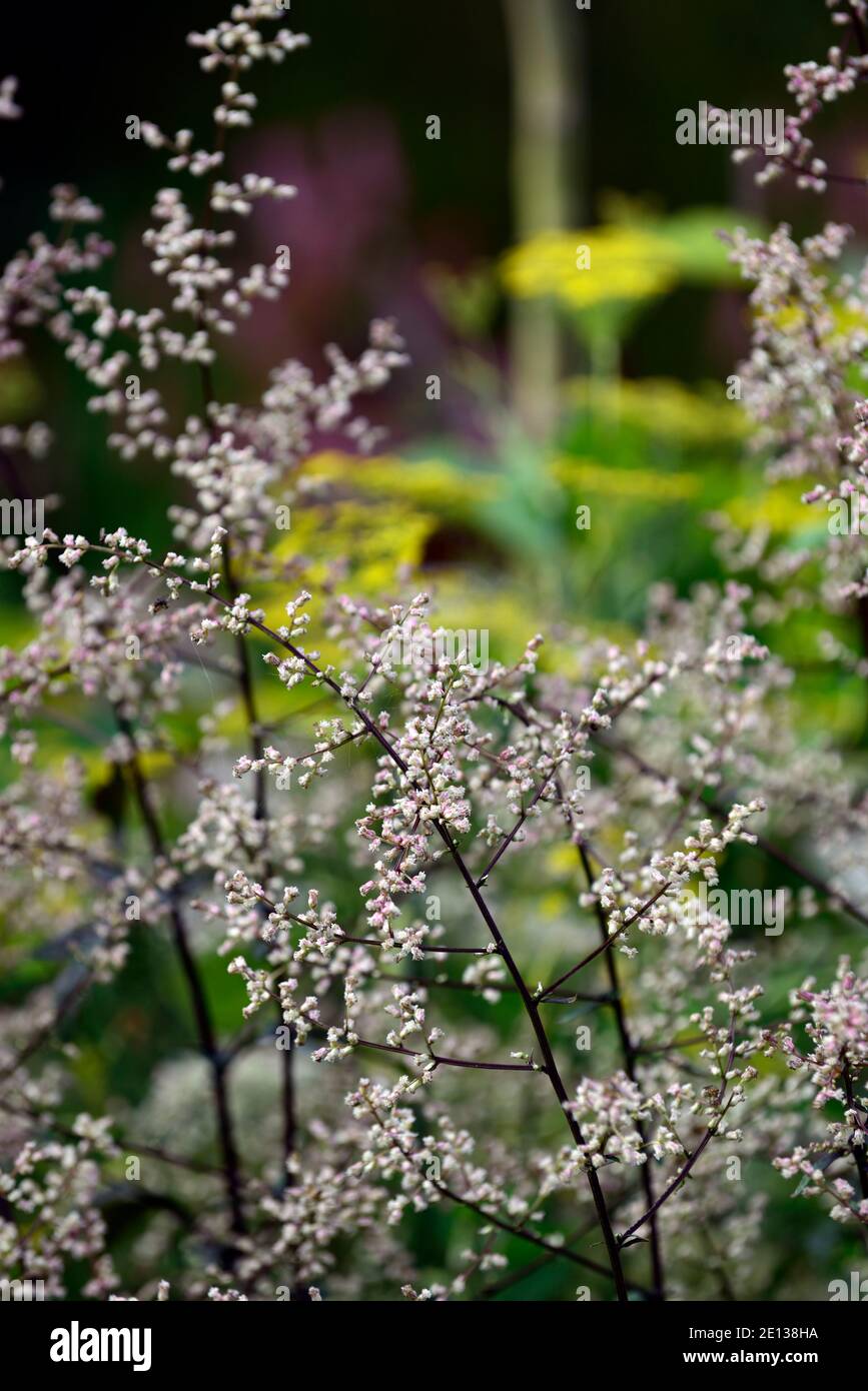 Artemisia lactiflora Guizhou, weißes Beifuß, Blütenspray, weiße Blüten, blühend, rot-braune Stängel, farnige schwarz-grüne Blätter, RM Blumen Stockfoto
