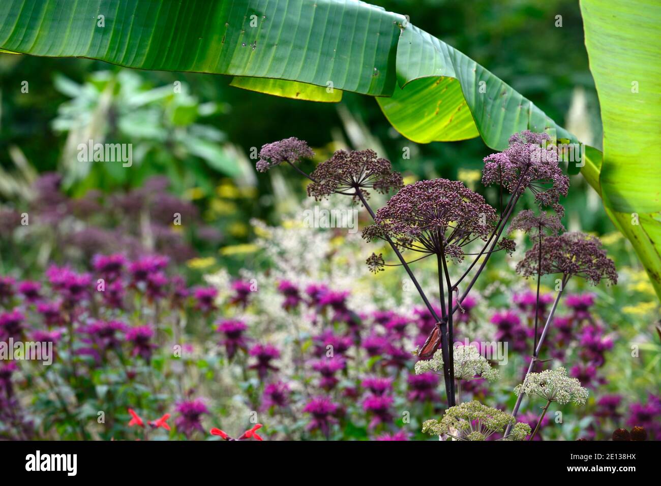 Angelica sylvestris purpurea Vicar's Mead, Wild Angelica, lila Stängel, lila Blumen, Blütenköpfe, umbellifer, umbellifers, Garten, alle zwei Jahre, musa, monarda, mi Stockfoto
