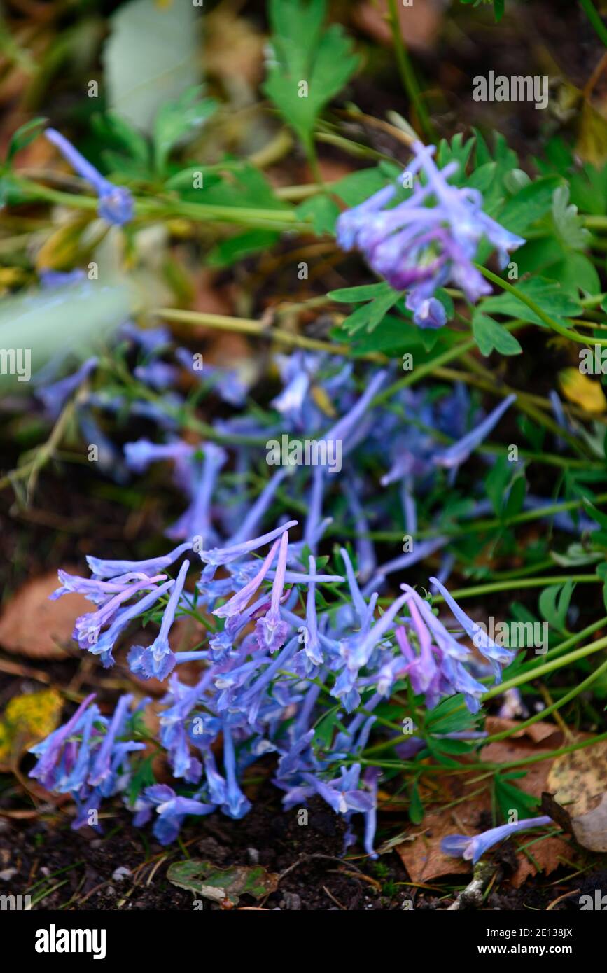 Corydalis elata Blue Summit, Blaue fummory Blue Summit, blaue Blumen, Blume, Blüte, mehrjährig, Stauden, RM Floral Stockfoto