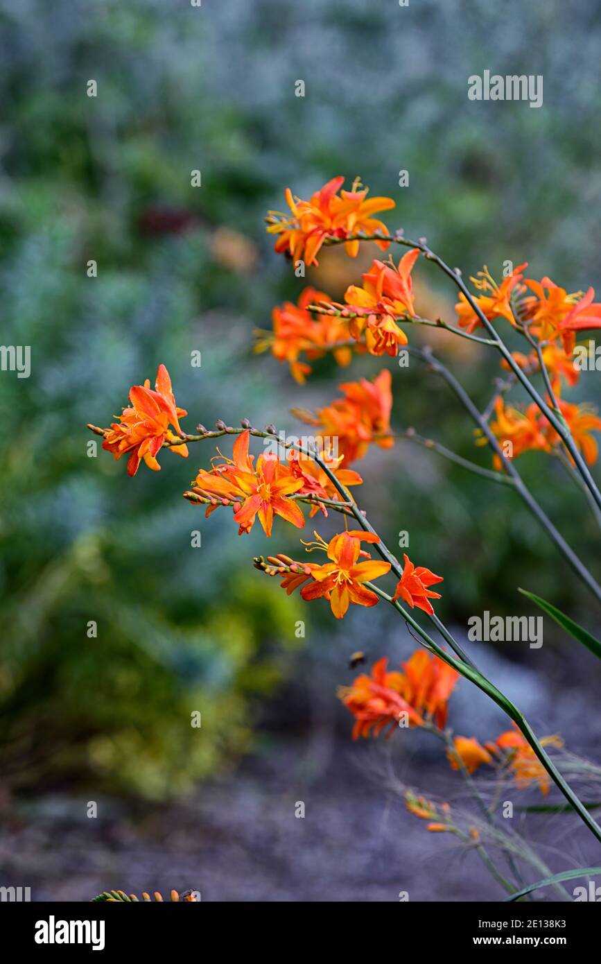 crocosmia gelb und orange, montbretia gelb und orange, Blumen, blühende, orange und gelbe Blumen, RM Blumen Stockfoto