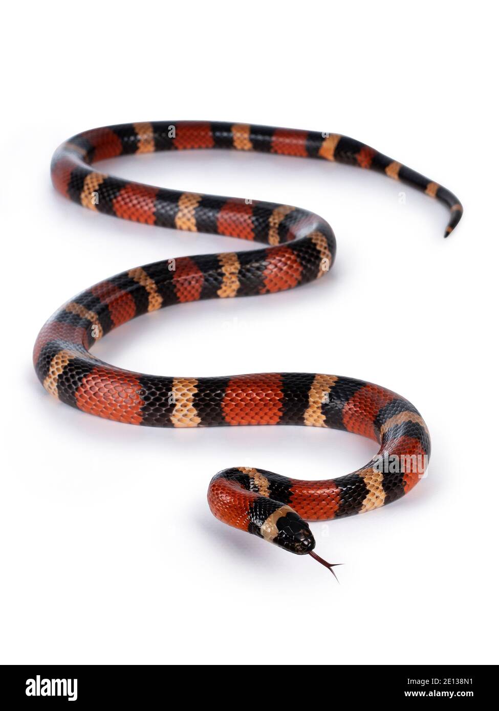 Adulte weibliche Puebran-Milchschlange, auch Lampropeltis triangulum campbelli-Schlange genannt, isoliert auf weißem Hintergrund. Stockfoto