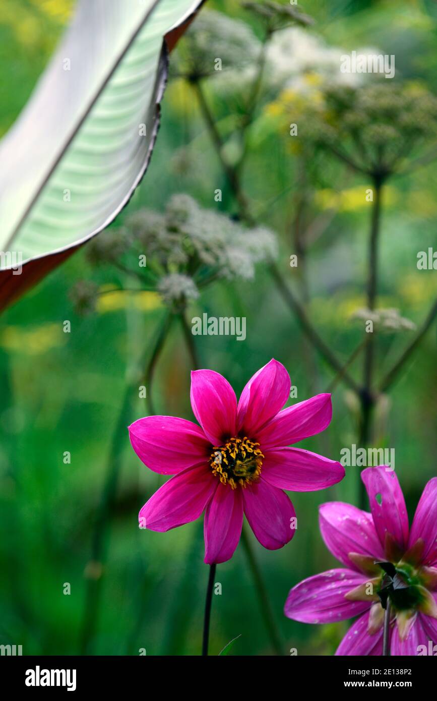Dahlia Sämling, rosa magenta Dahlie, Blume, Blumen, Blüte, RM Floral Stockfoto