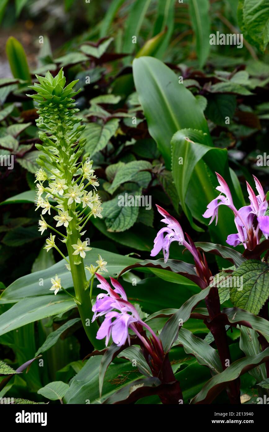 Eucomis pallidiflora ssp Pole-evansii, riesige Ananas-Lilie, Roscoea purpurea Gewürzinsel, Fliederblüten, lila Blume, auffällige Orchidee-wie Blumen, floweri Stockfoto