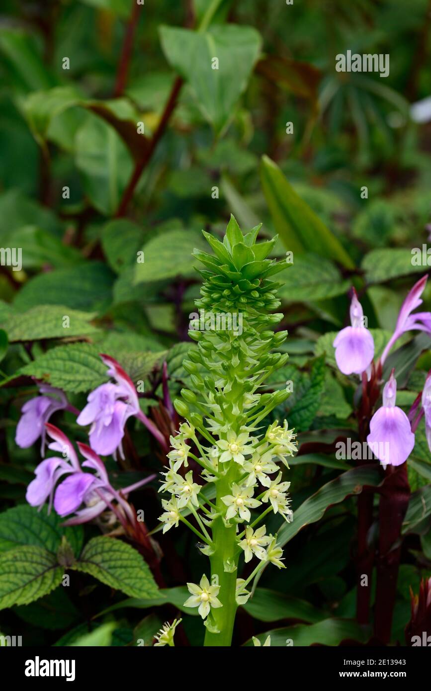 Eucomis pallidiflora ssp Pole-evansii, riesige Ananas-Lilie, Roscoea purpurea Gewürzinsel, Fliederblüten, lila Blume, auffällige Orchidee-wie Blumen, floweri Stockfoto