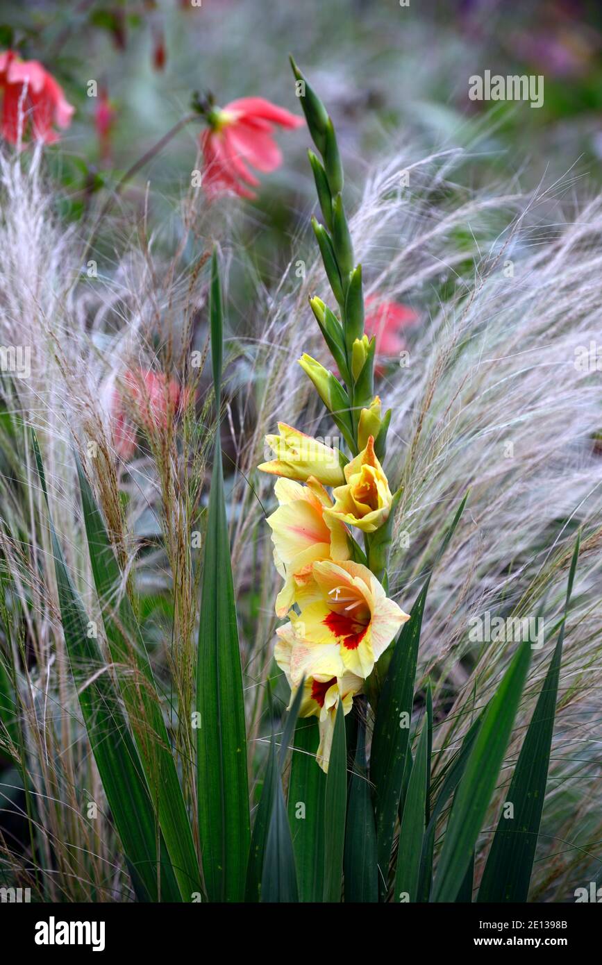 Gladiolus Sylvia,Gladioli glamourglad Flevo Sylvia,Gladioli glamourglad Sylvia,gelbe Blumen,rote Flecken,roter Kehle,gelb Gladioli, gelber Gladiolus Stockfoto