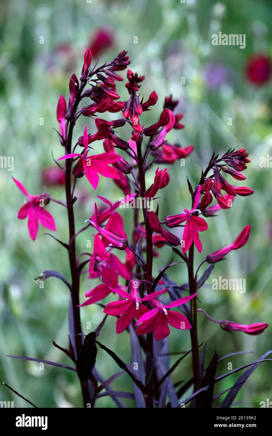 Lobelia x speciosa russische Prinzessin, schockierende rosa Blumen, Blume, Blüte, lobelias, mehrjährige, Garten, Gärten, RM Floral Stockfoto