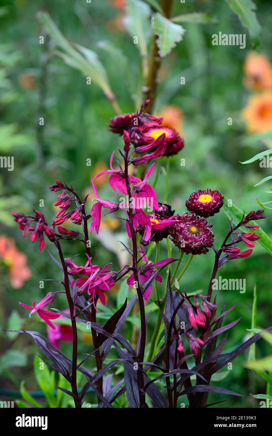 Lobelia x speciosa russische Prinzessin, schockierende rosa Blumen, Blume, Blüte,, lobelias, Xerochrysum bracteatum Drachenfeuer, Bracteantha bracteata, Helichr Stockfoto