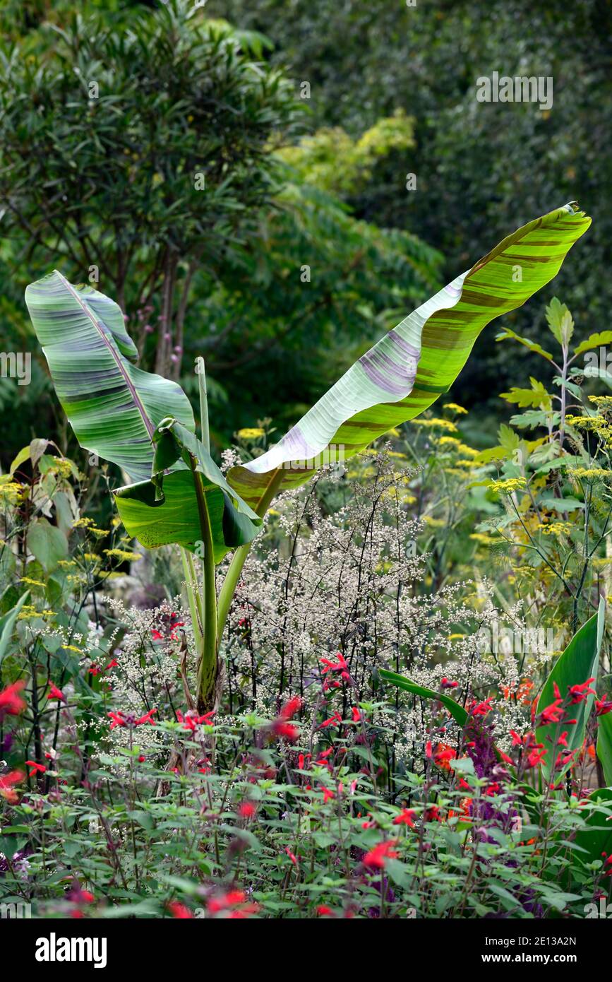 Musa sikkimensis Bengaltiger,Bengaltiger Sikkim Banana,tropisch,exotisch,Bett,Grenze,Artemisia lactiflora Guizhou,foeniculum vulgare Purpureum, Salvia f Stockfoto